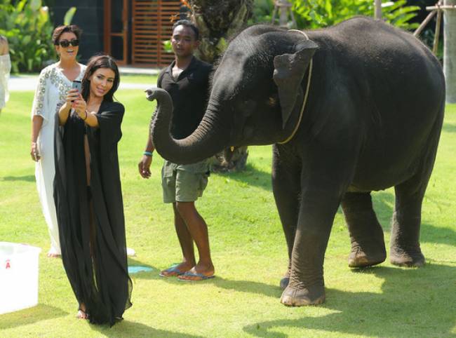 Kim Kardashian stalks an Elephant!